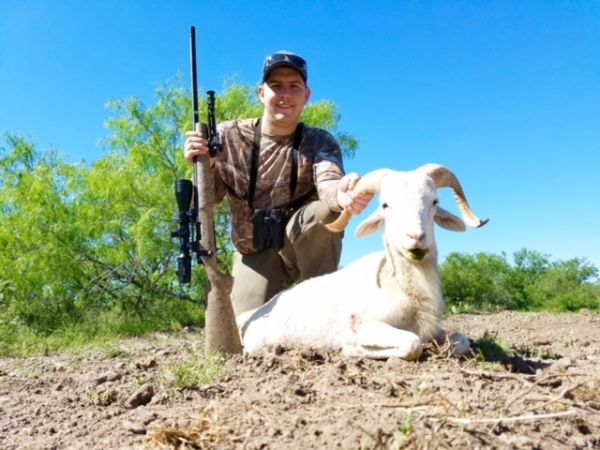 South Texas Ram Hunts