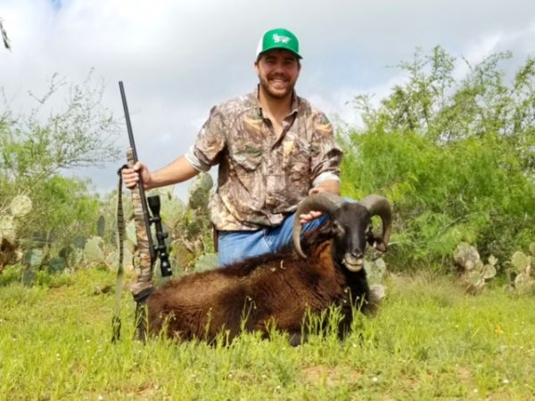 South Texas Ram Hunts