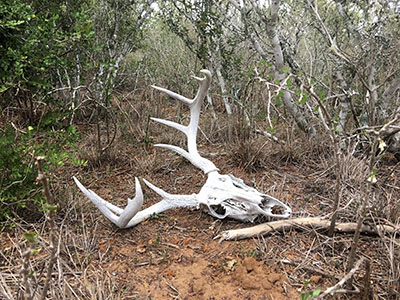 South Texas Whitetail Hunts