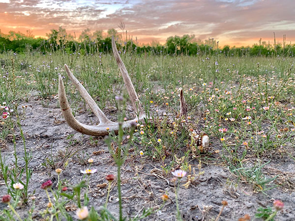 South Texas Whitetail Hunts